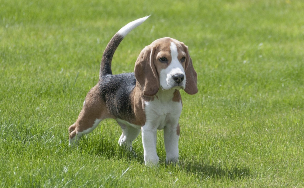 Beagle: Den Glada och Bekymmerslösa Följeslagaren