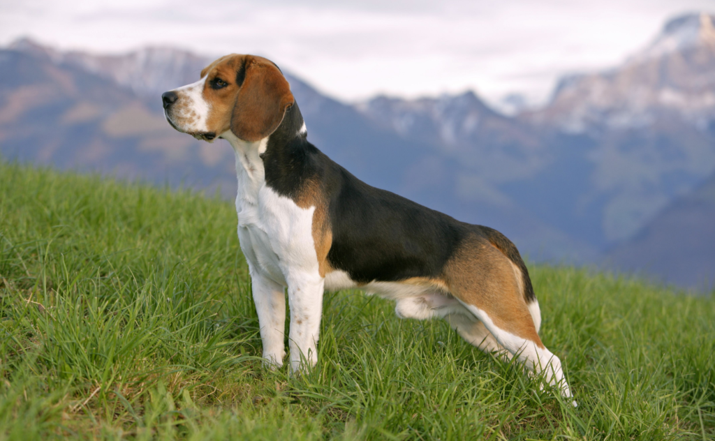 Beagle: Den Glada och Bekymmerslösa Följeslagaren
