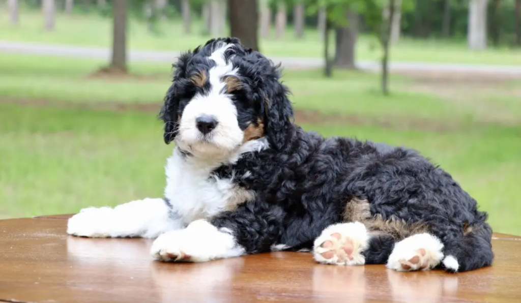 Bernedoodle: Den Kärleksfulla och Lojala Sällskapshunden