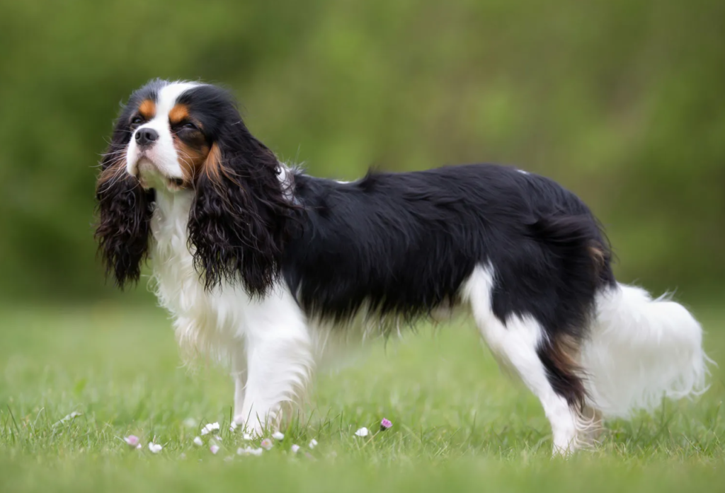 Den Ultimata Guiden till Bra Hundar för Nybörjare: Allt du Behöver Veta för Att Bli en Framgångsrik Hundägare