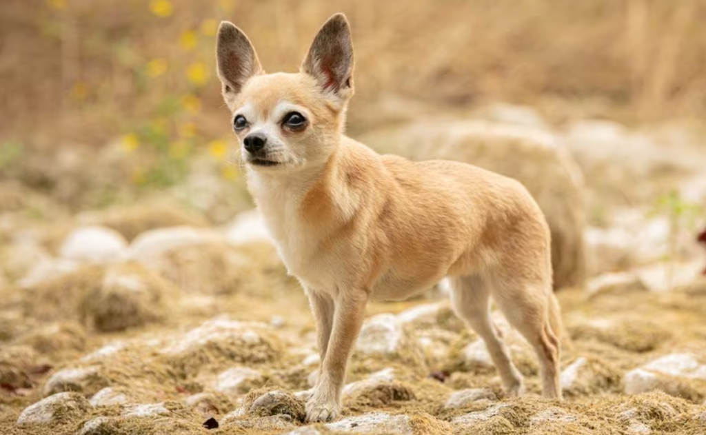 Chihuahua: En Fascinerande Hundras - Egenskaper, Skötsel och Sällskap