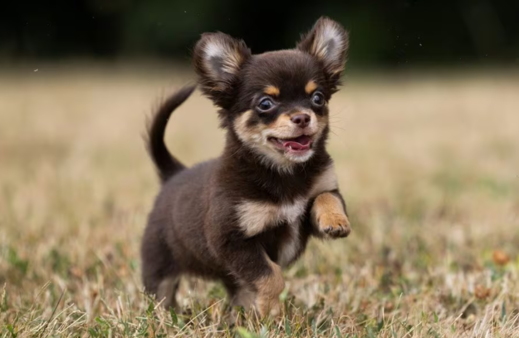 Chihuahua: En Fascinerande Hundras - Egenskaper, Skötsel och Sällskap