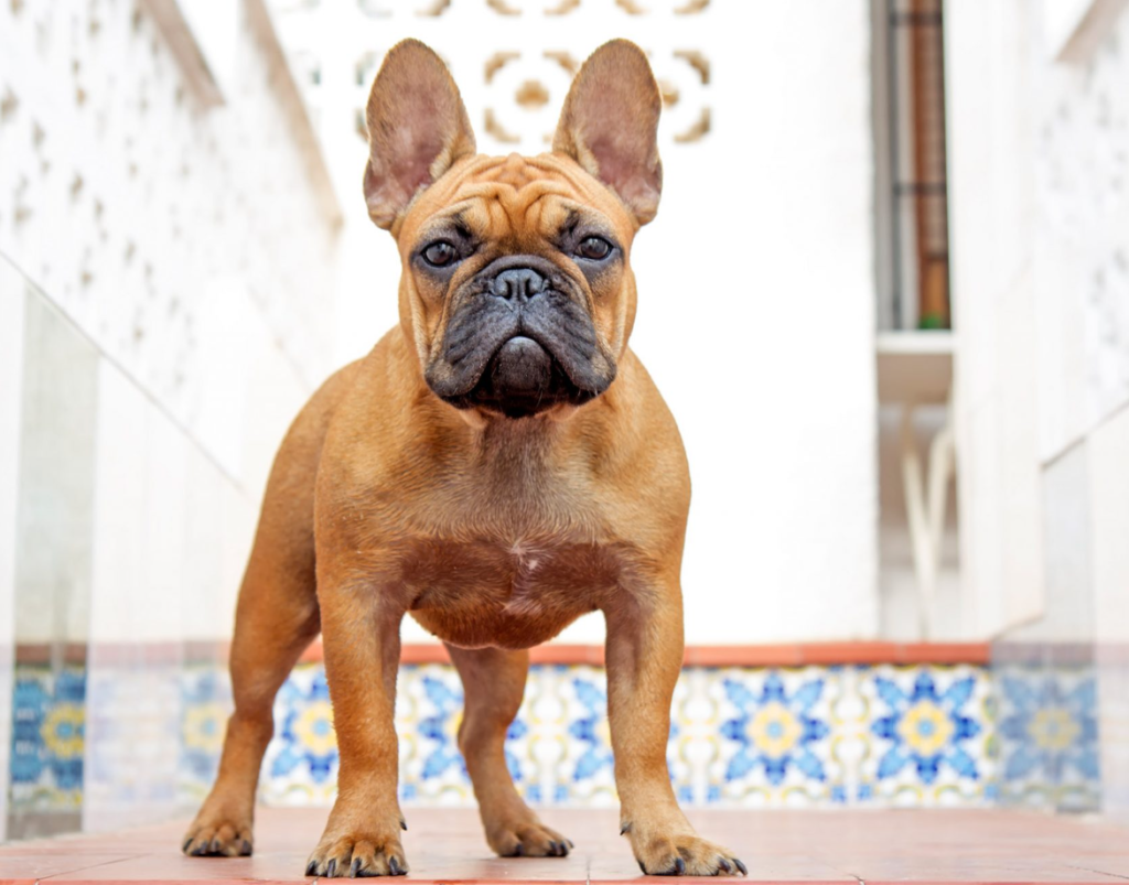 Fransk Bulldog: Charmiga sällskapshundar med karaktär