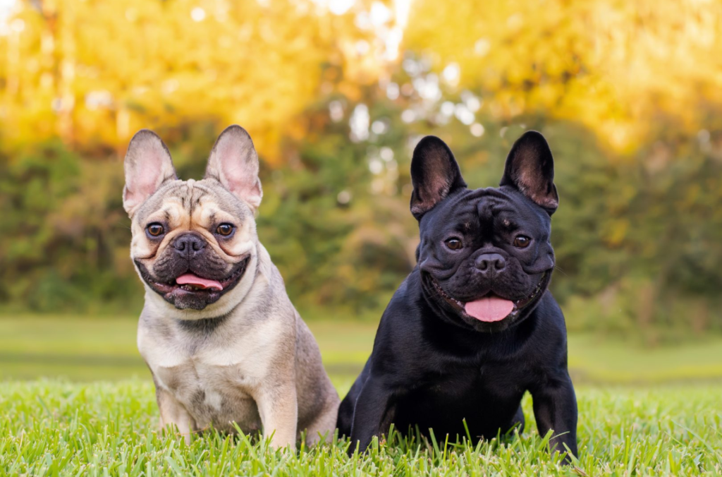 Fransk Bulldog: Charmiga sällskapshundar med karaktär