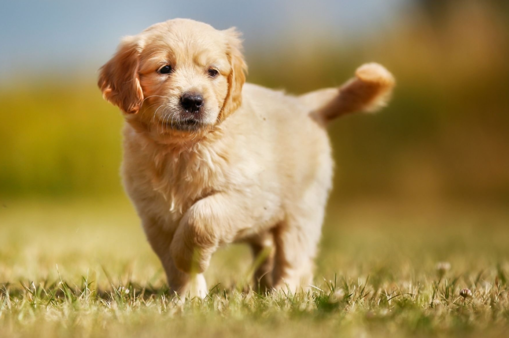 Den Ultimata Guiden till Bra Hundar för Nybörjare: Allt du Behöver Veta för Att Bli en Framgångsrik Hundägare