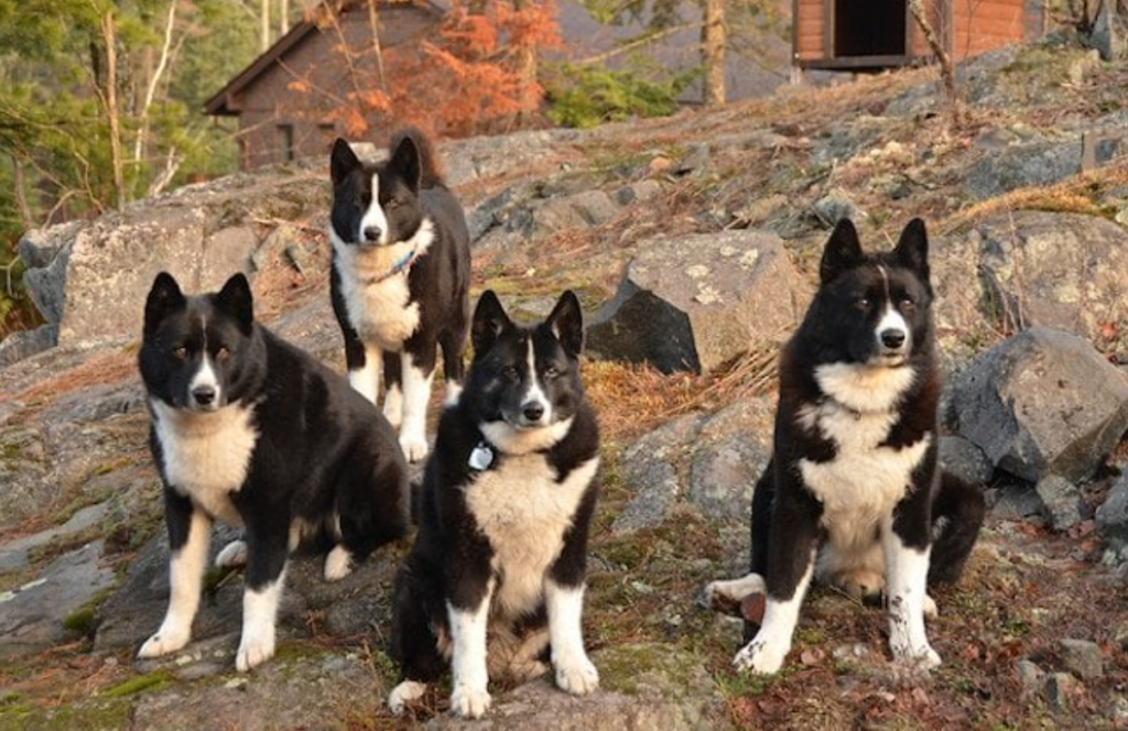 Karelsk Björnhund: Den Modiga Jakt- och Sällskapshunden