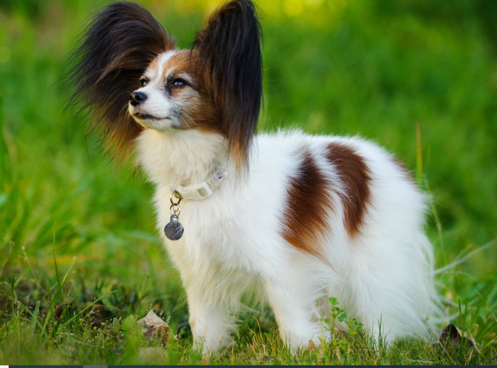 SmÃ¥ hundraser: En utförlig guide to Världens minsta hundraser
