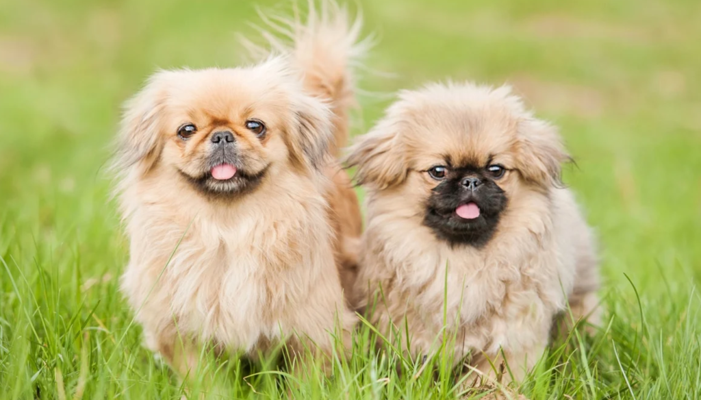 Pekingese - 10 anledningar till varför de är den ultimata sällskapshunden