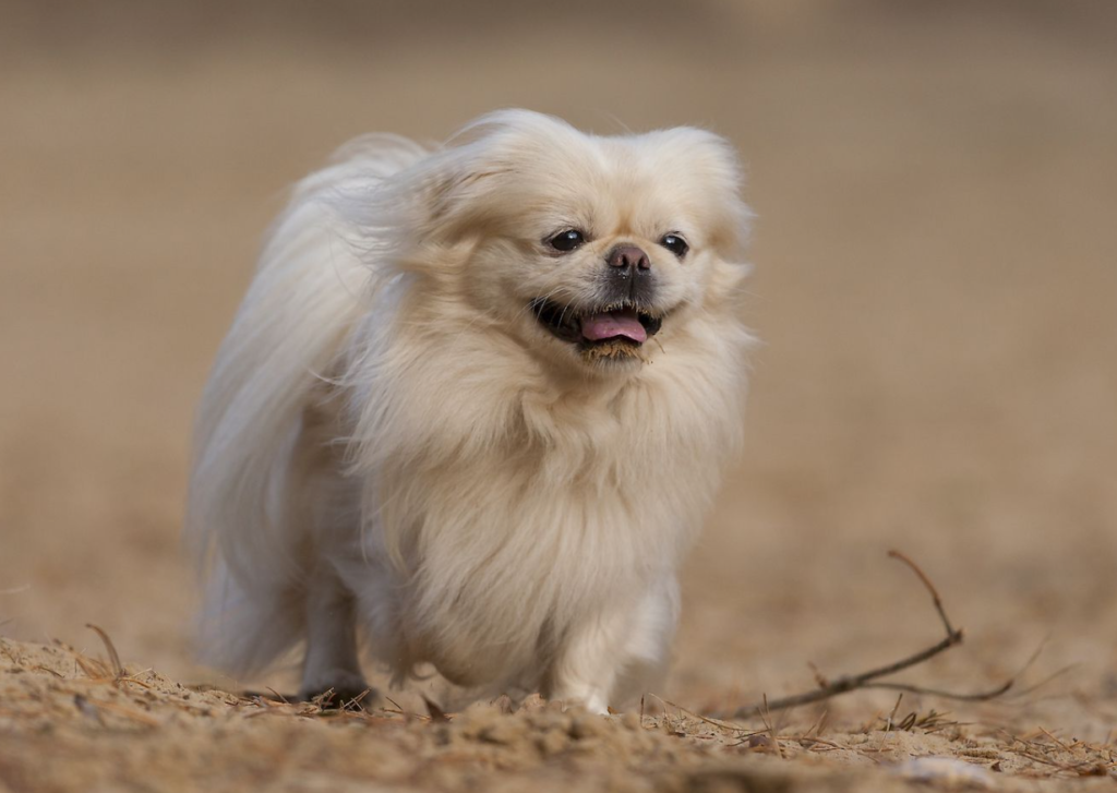 Pekingese - 10 anledningar till varför de är den ultimata sällskapshunden