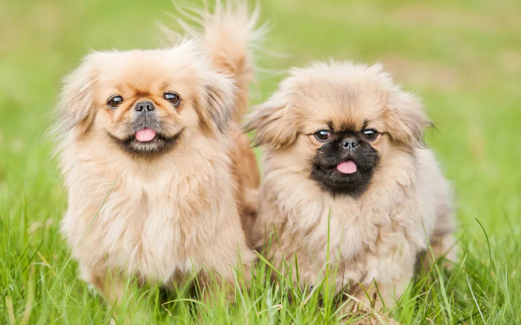 SmÃ¥ hundraser: En utförlig guide to Världens minsta hundraser