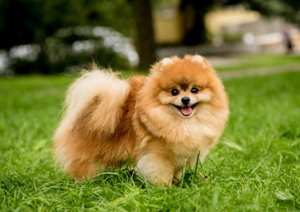 Allt du behöver veta om Pomeranian: En guide till denna charmiga ras