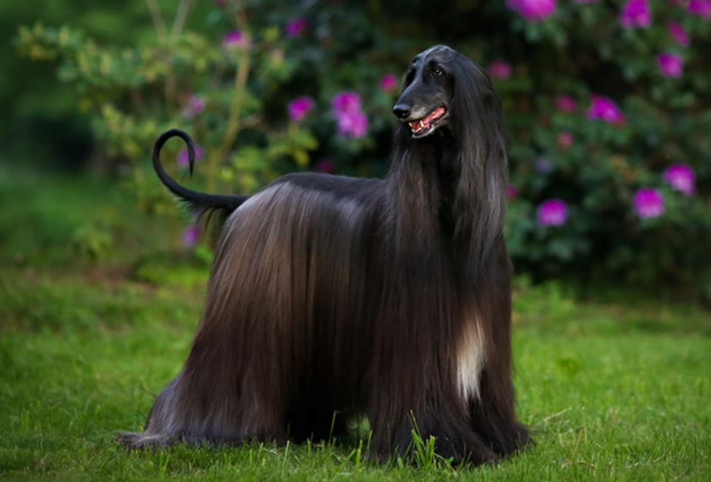 Afghanhund Svart: Elegans och Mörkt Förtrollande Skönhet