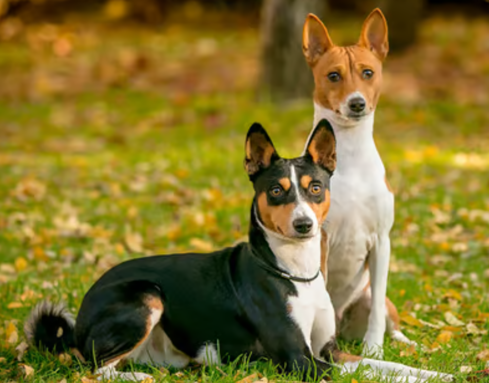 Basenji Hund: En Unik Ras Med Fascinerande Historia och Distinkta Egenskaper