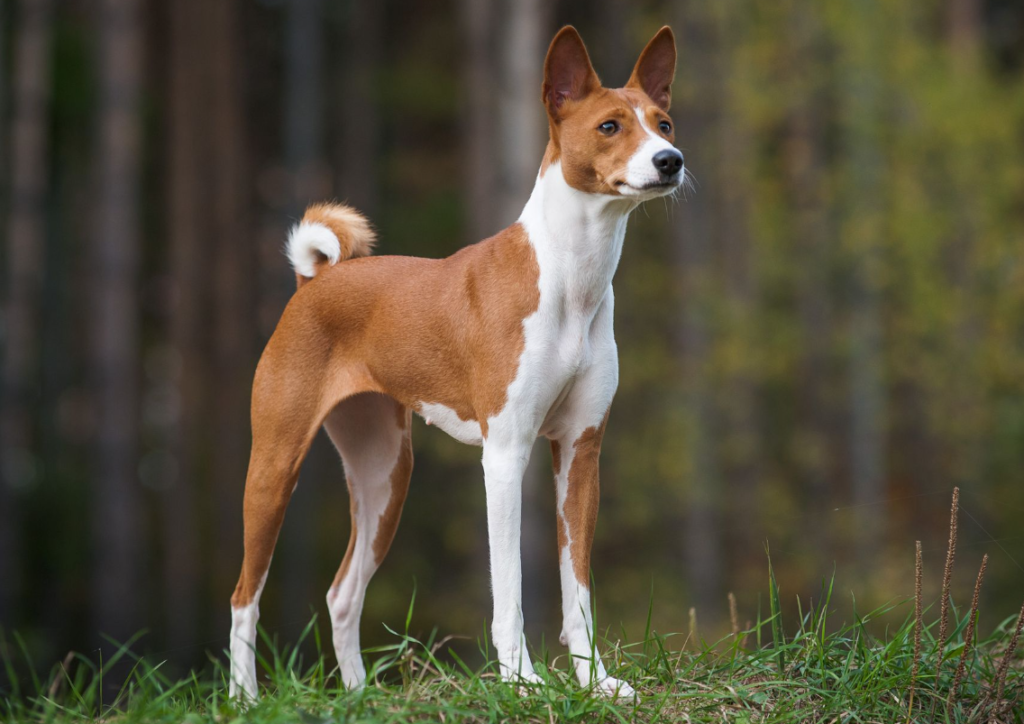 Basenji Hund: En Unik Ras Med Fascinerande Historia och Distinkta Egenskaper