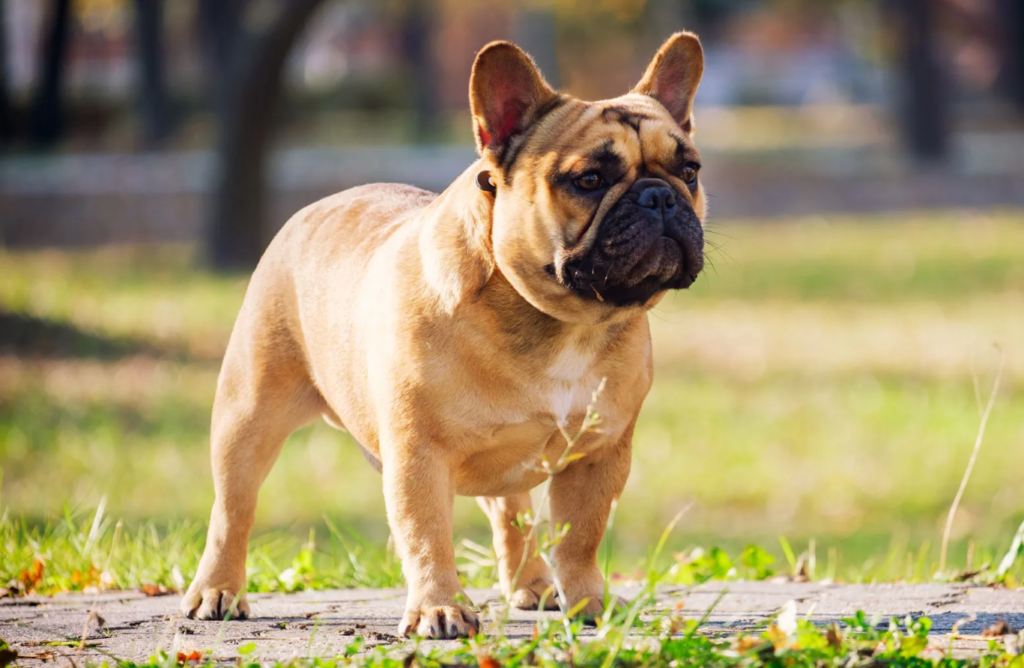 Fransk bulldog aggressiv: Utmaningar, Förståelse och Hantering