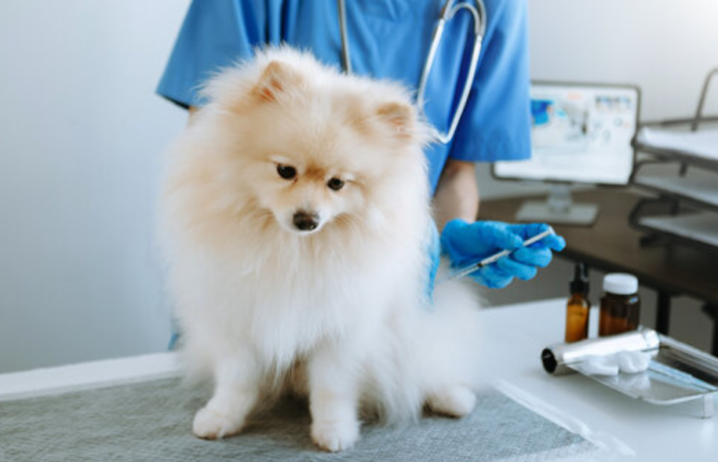 Kampen mot Pomeranian sjukdomar: En omfattande guide för hälsa och vård