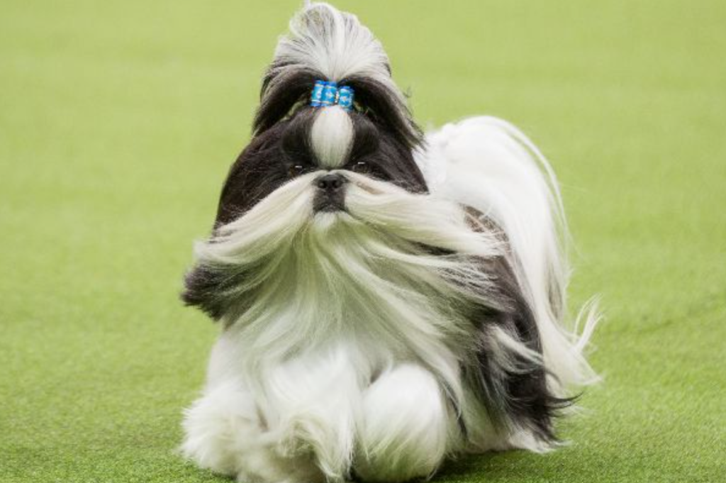 Shih Tzu: En elegant och älskvärd sällskapshund