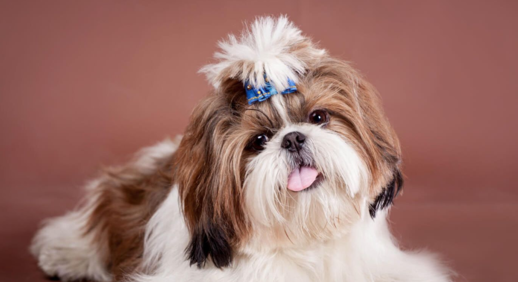 Shih Tzu Kortklippt: En praktisk och stilfull frisyr för din Shih Tzu-hund