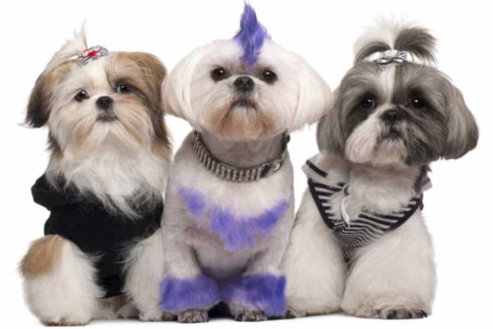 Shih Tzu Kortklippt: En praktisk och stilfull frisyr för din Shih Tzu-hund