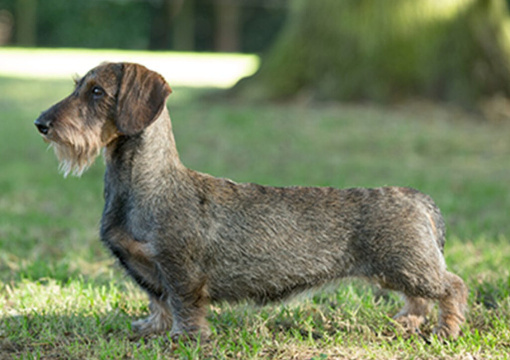 Dvärgtax Strävhårig: Små hundar med stort hjärta och en ännu större personlighet