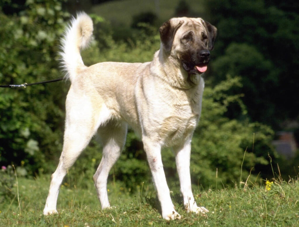 Populära Gjeterhund raser och deras egenskaper: En Detaljerad Guide