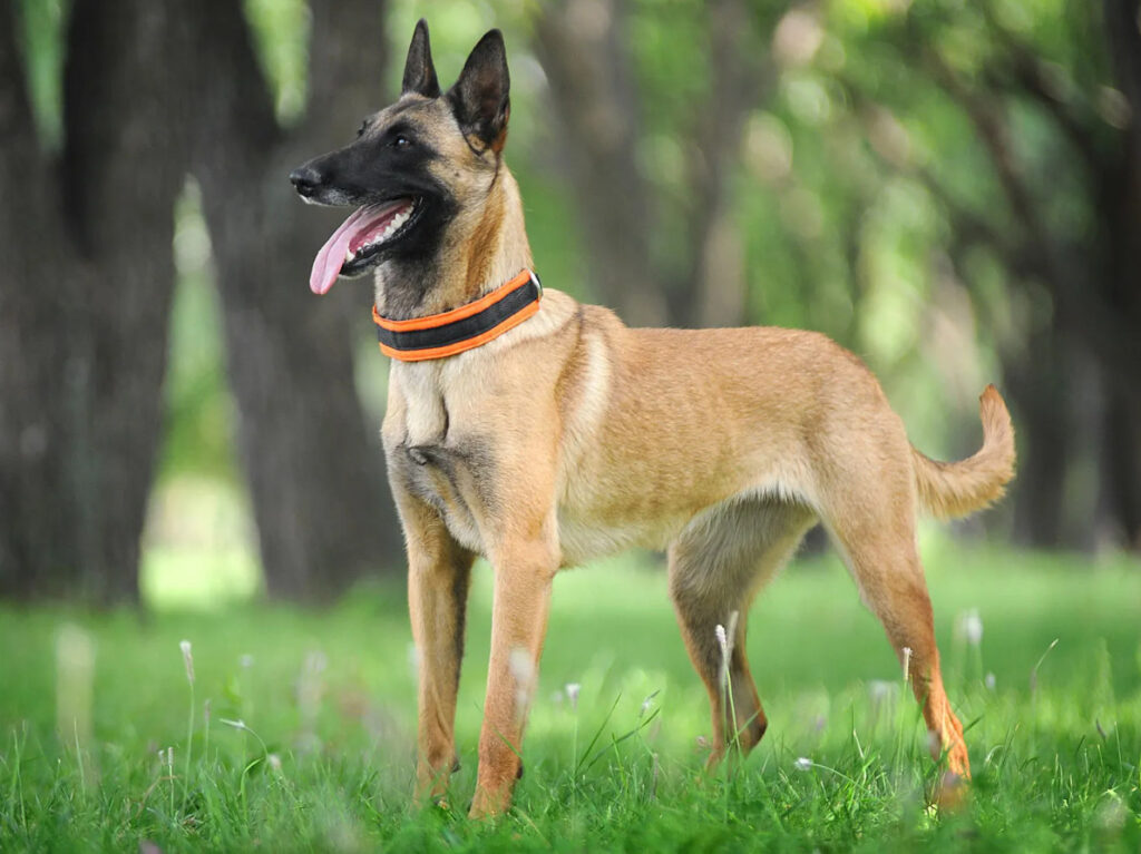 Populära Gjeterhund raser och deras egenskaper: En Detaljerad Guide