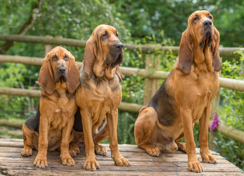 Blodhund luktsinne: En imponerar och oslagbar spårningsförmåga