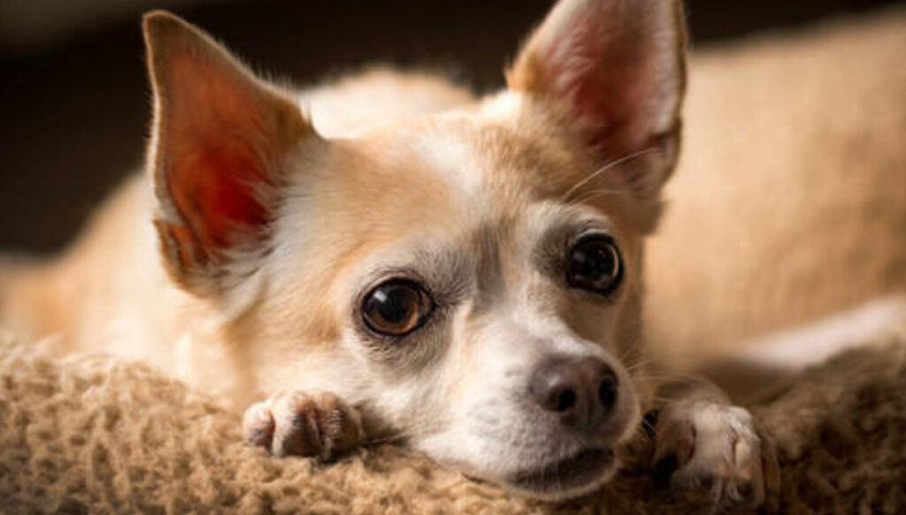 Chihuahua Sjukdomar: En Omfattande Guide för Att Förstå och Hantera Din Hundras Hälsoproblem