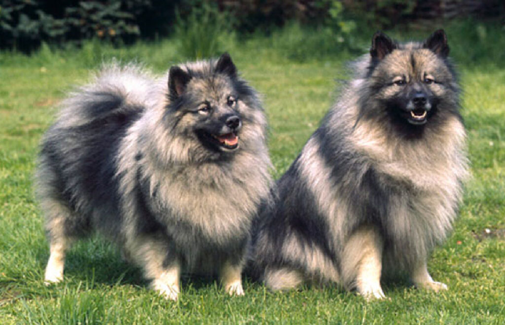 Keeshond Hund - Viktiga saker du behöver veta om denna charmiga hundras