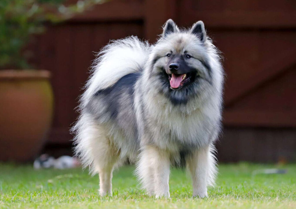 Keeshond Hund - Viktiga saker du behöver veta om denna charmiga hundras
