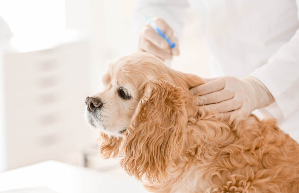 Kemisk kastrering hund: Viktiga saker innan man fattar ett beslut