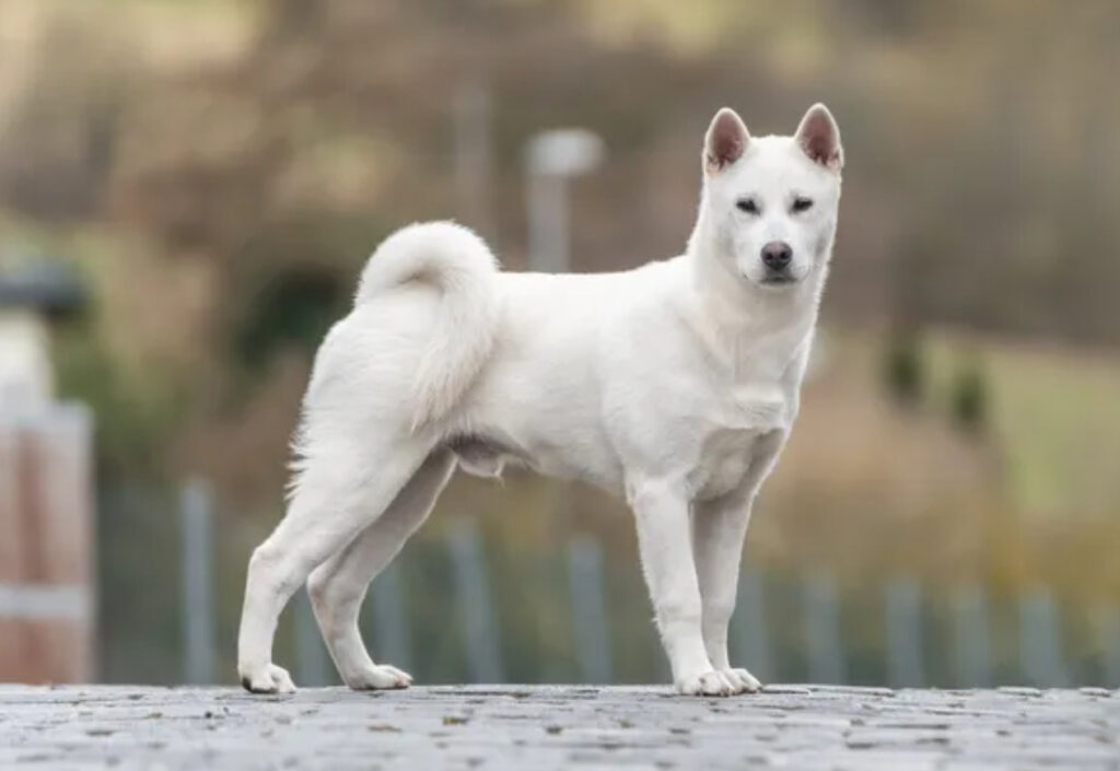 Kishu Ken - Detaljerad information om denna japanska hundras