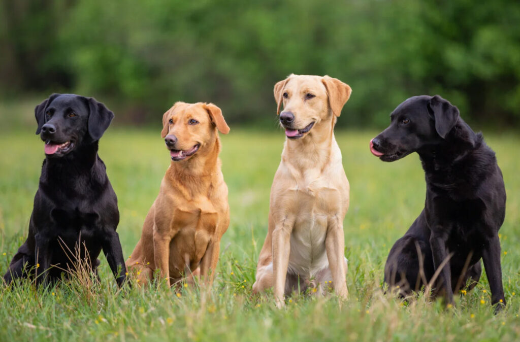 Hund Labrador Fakta - en fascinerande hundras