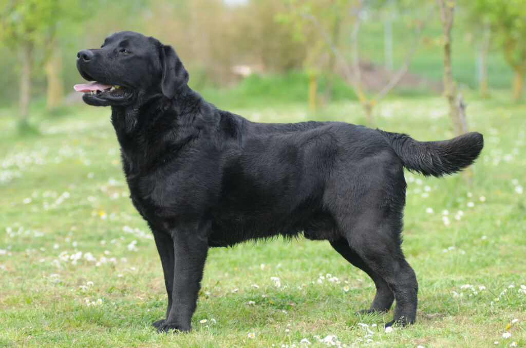 Hund Labrador Fakta - en fascinerande hundras