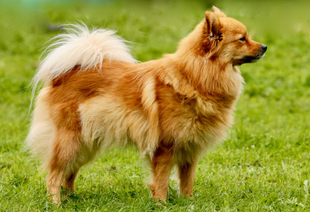 Den Fascinerande Världen av Spisshund raser: Din Ultimata Guide till Dessa Enastående Raser