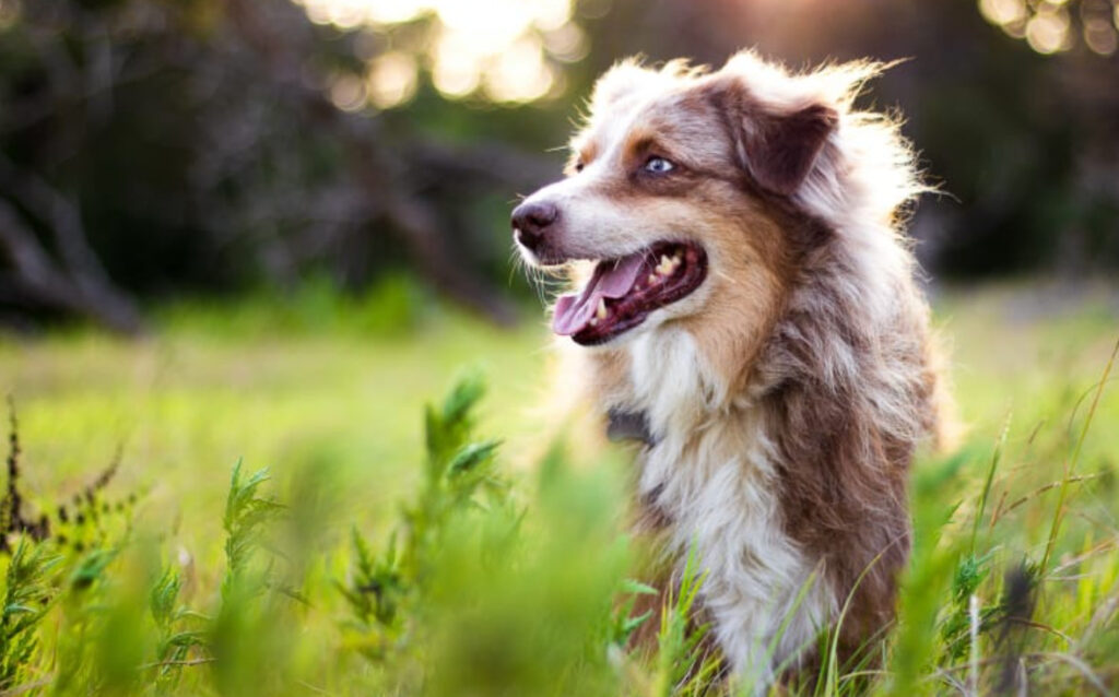 Ormbett hund symtom: Lär dig viktiga överväganden