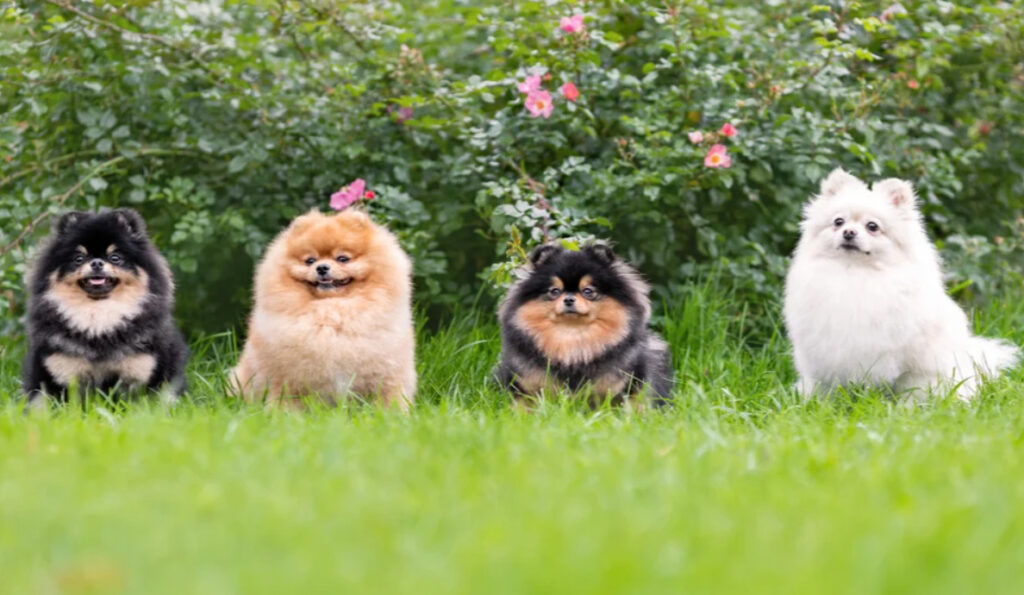 Fascinerande Pomeranian Fakta: En charmig dvärghund