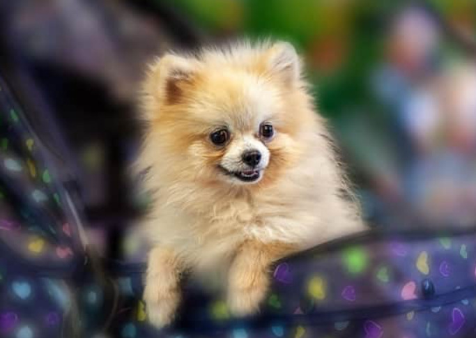 Fascinerande Pomeranian Fakta: En charmig dvärghund