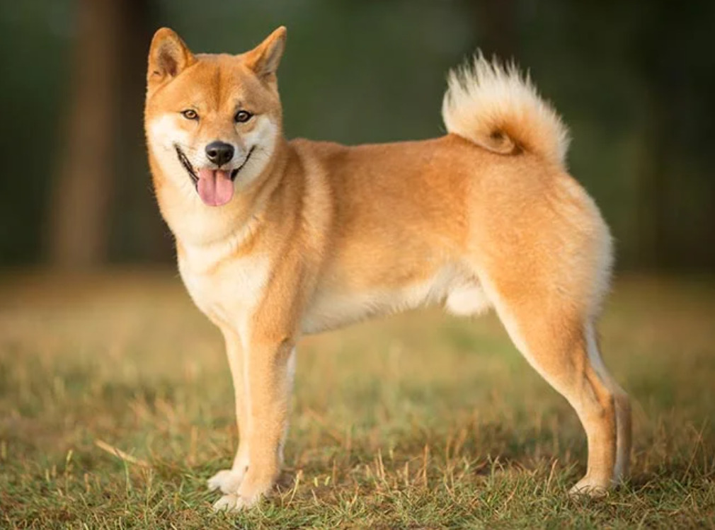 Den Fascinerande Världen av Spisshund raser: Din Ultimata Guide till Dessa Enastående Raser