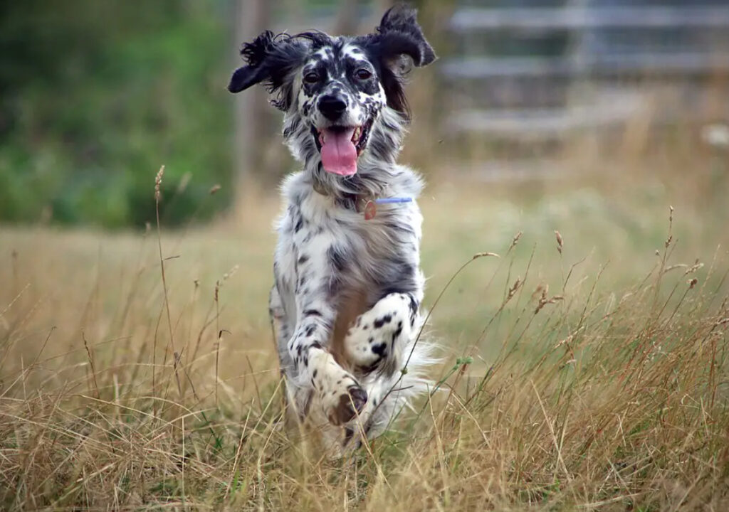 Engelsk Setter Träning: En detaljerad guide till att träna din hund