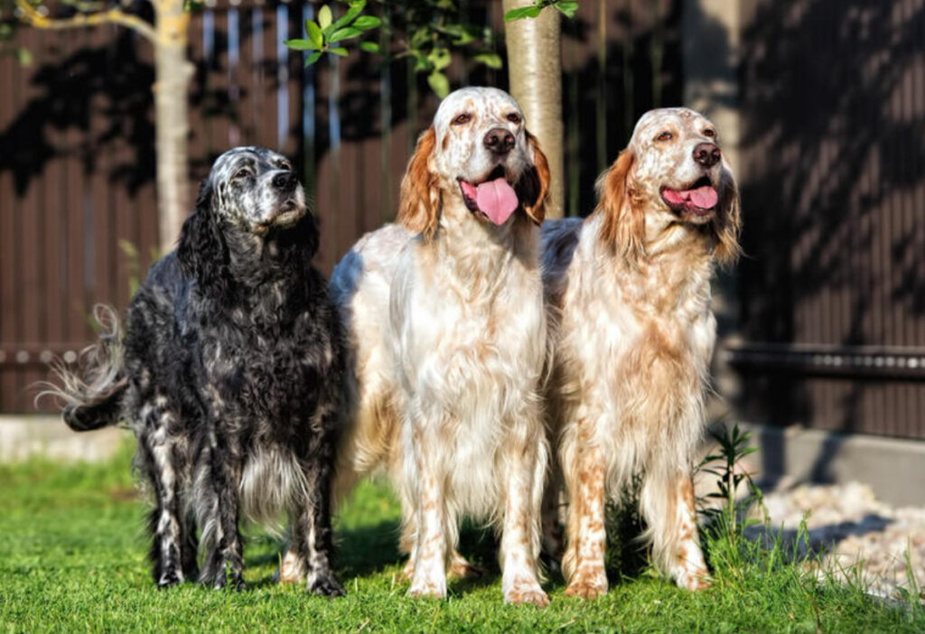 Engelsk Setter Träning: En detaljerad guide till att träna din hund