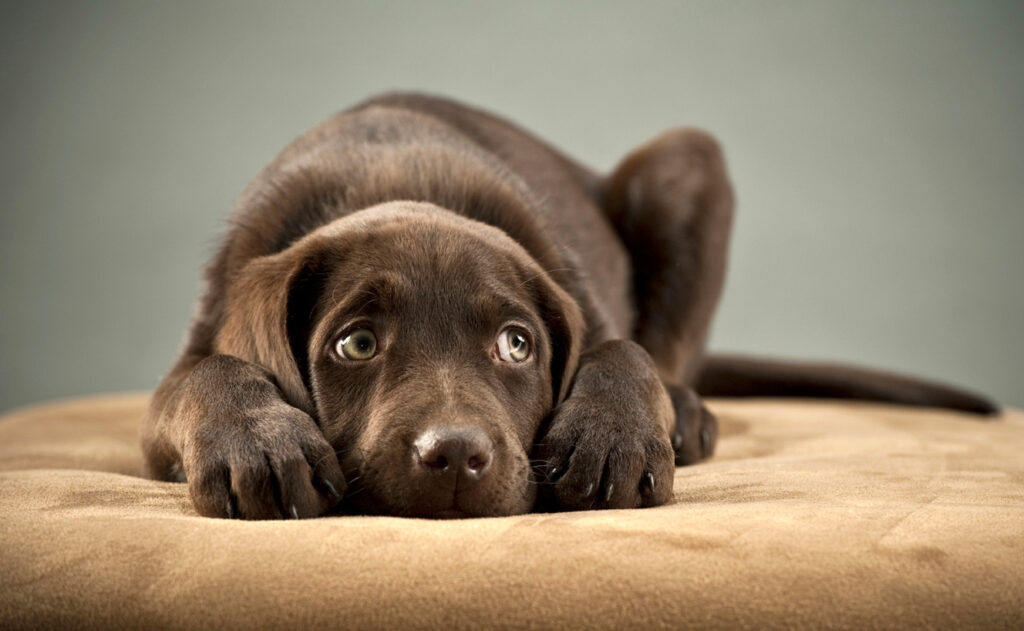 Extremt stressad hund: Saker att inte ignorera