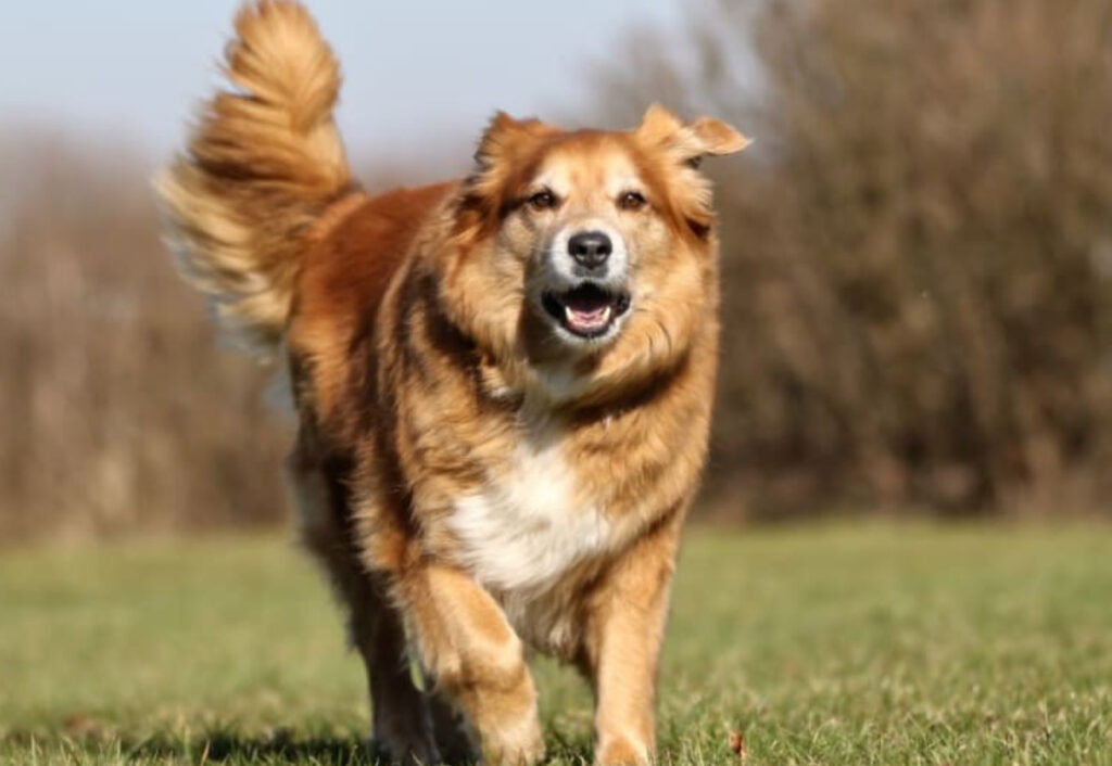 Hund andas snabbt: Anser inte att det är normalt