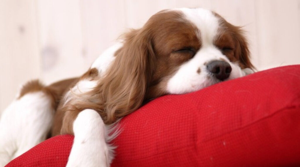 Hund andas snabbt sover: Är det ett allvarligt problem?