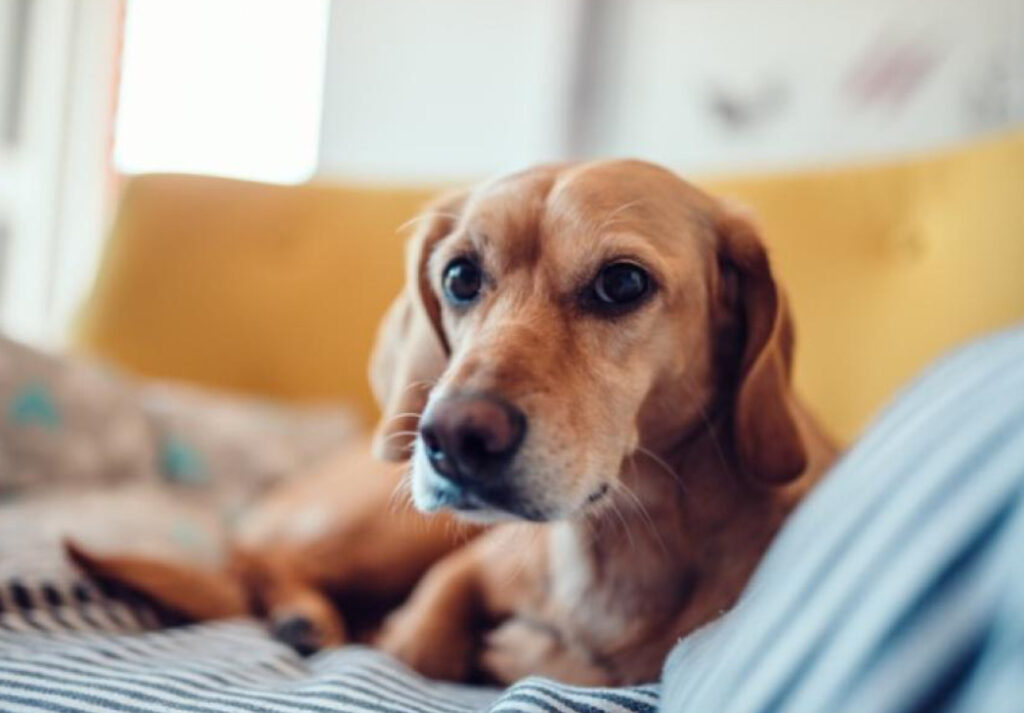 Lugna stressad hund: Enkelt sätt och effektivt lugnande till stressad hund