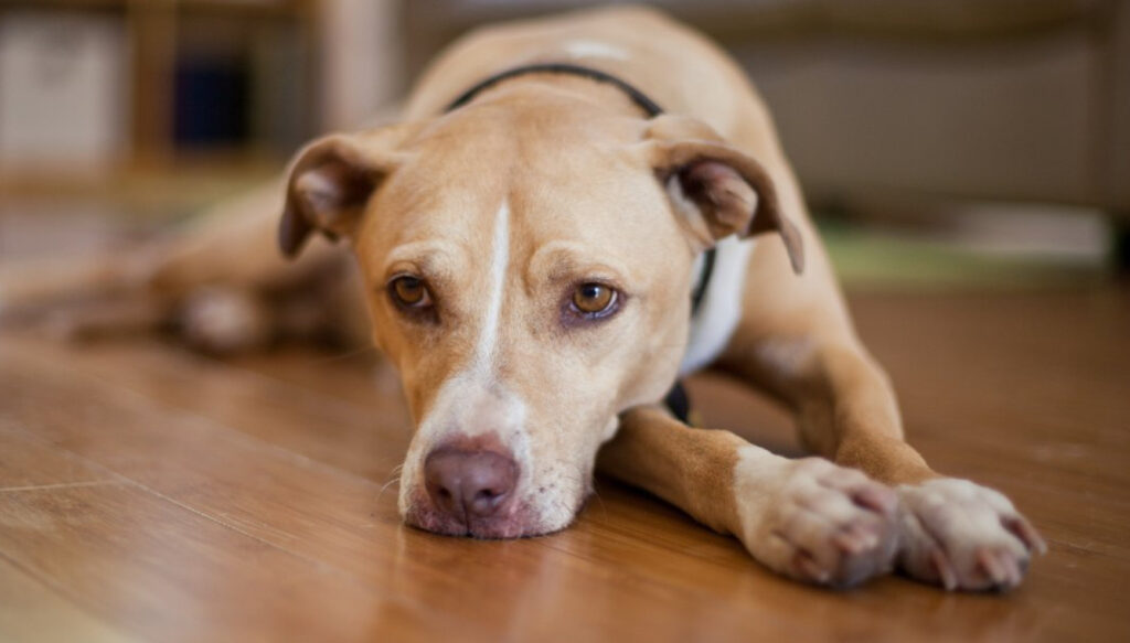 Orolig hund symptom: Måste läsas för bättre åtgärder