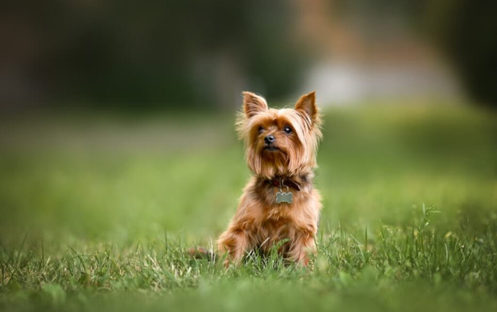 Terrier Raser och Deras Egenskaper: En Djupgående Guide