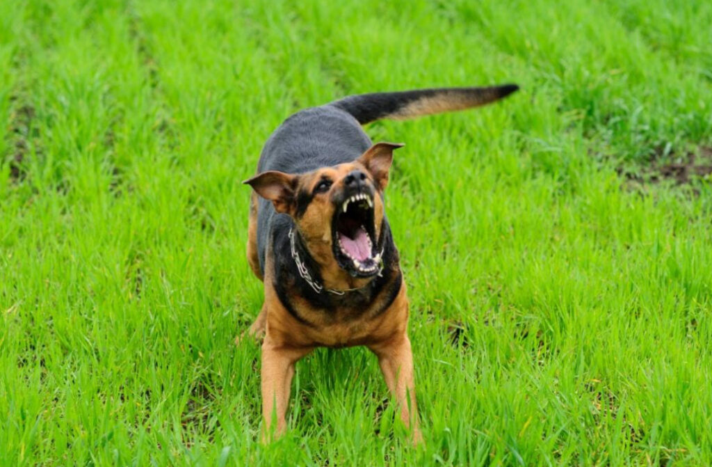 Aggressiv Hund Avlivning: En Komplex Fråga