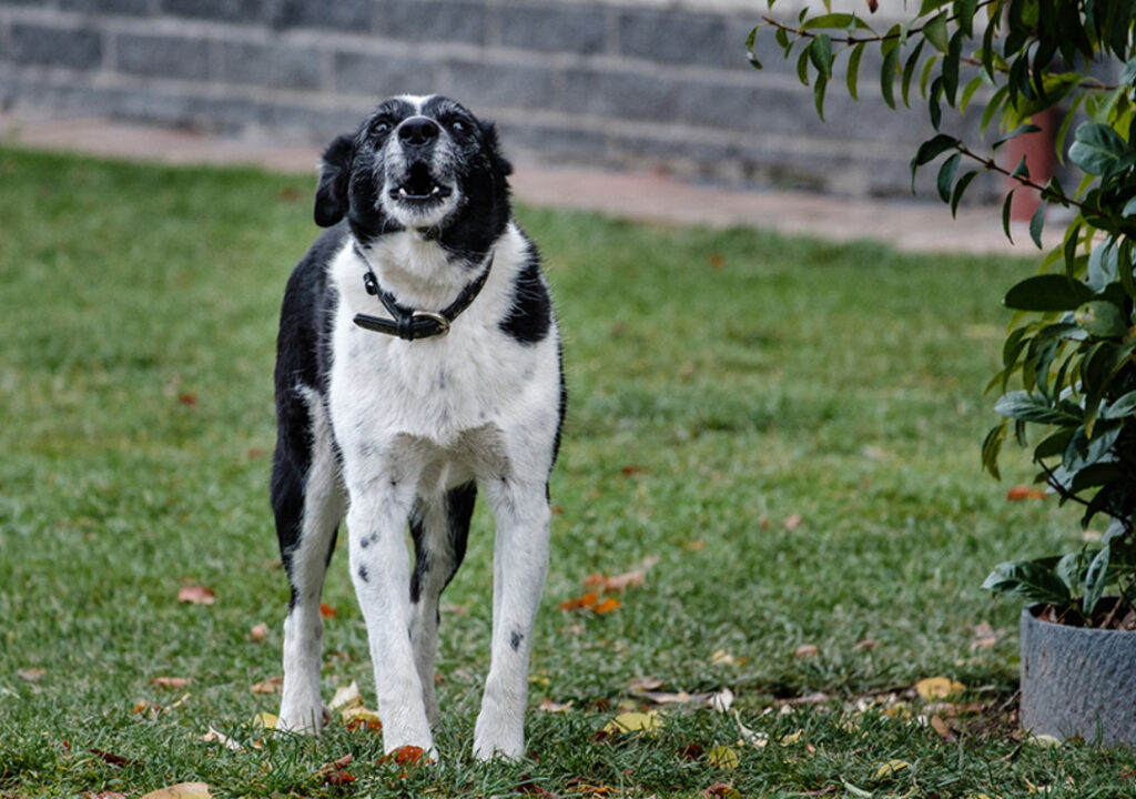 Aggressiv Hund Avlivning: En Komplex Fråga