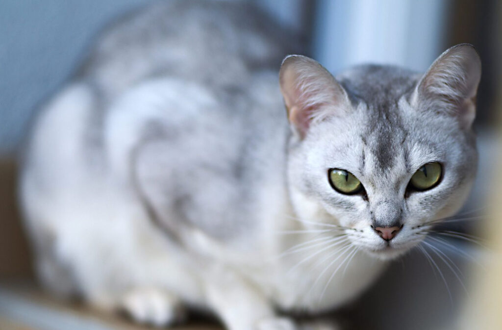 Burmilla Katt: Viktiga fakta om denna kärleksfulla och engagerade följeslagare